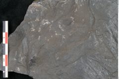 Foto (Detailansicht) von Calamites cistii Brongniart (NHMW-GEO-2024-0188-10984)